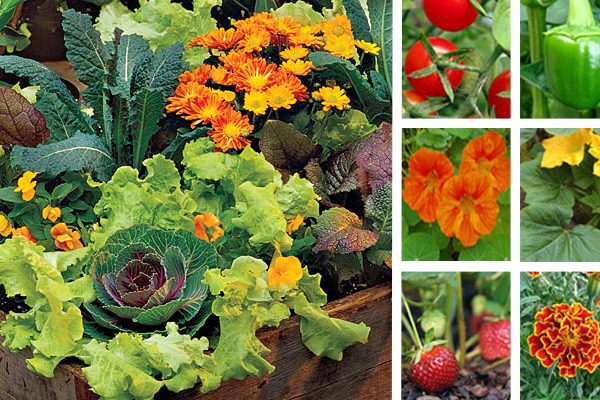 Jardin potager, le mariage fleurs et légumes