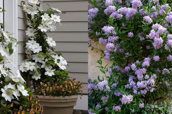 2 plantes grimpantes faciles à vivre