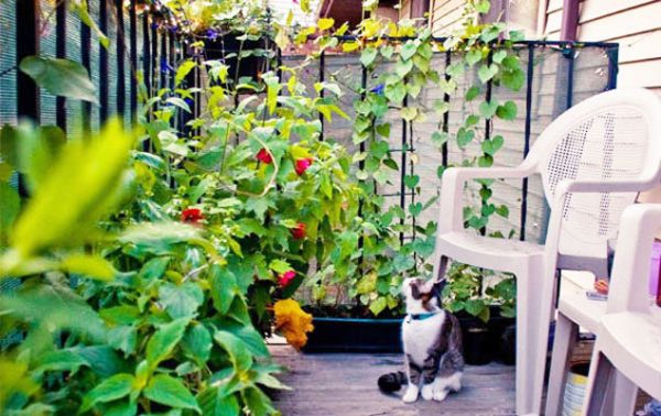 Un potager au balcon, c’est possible !