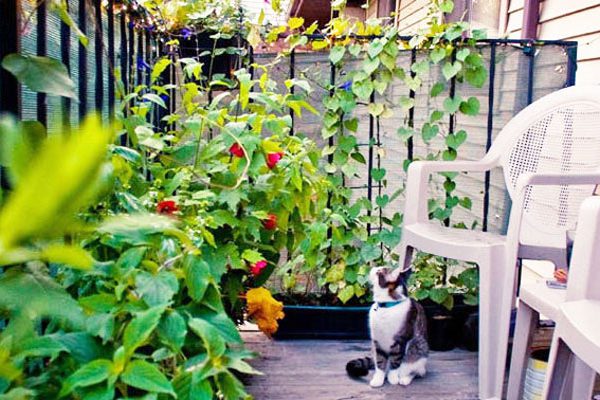 Un potager au balcon, c’est possible !