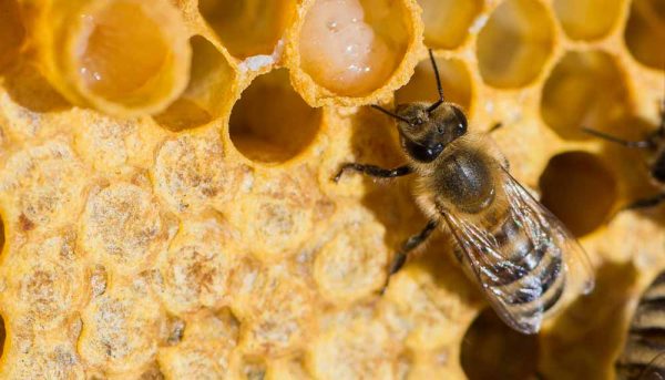 La gelée royale : le trésor de votre ruche !