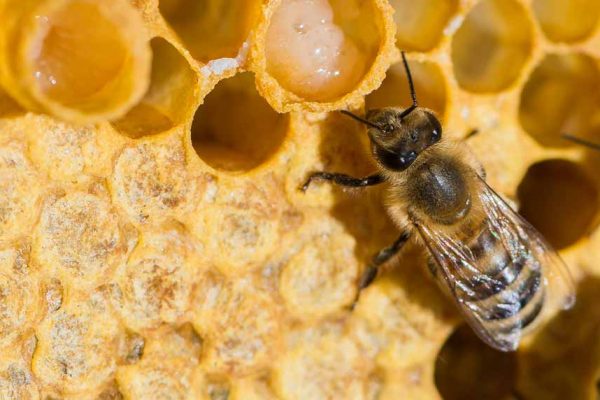 La gelée royale : le trésor de votre ruche !