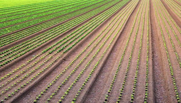 Agriculture biointensive : comment l’appliquer au jardin ?