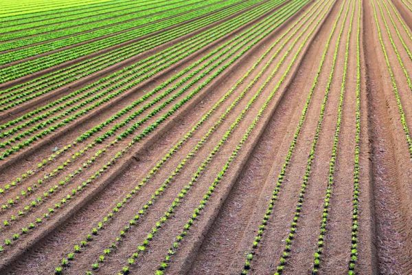 Agriculture biointensive : comment l’appliquer au jardin ?