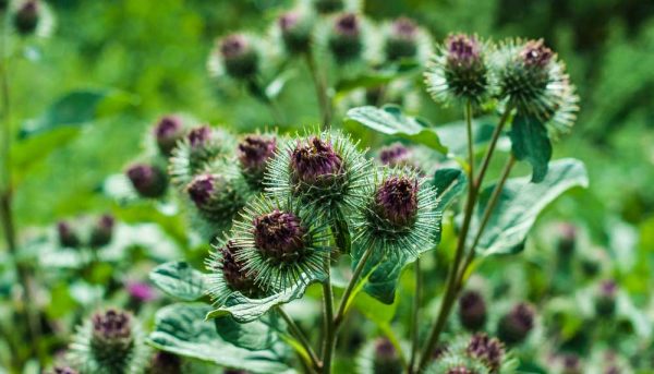 La bardane : une « mauvaise herbe » très utile!