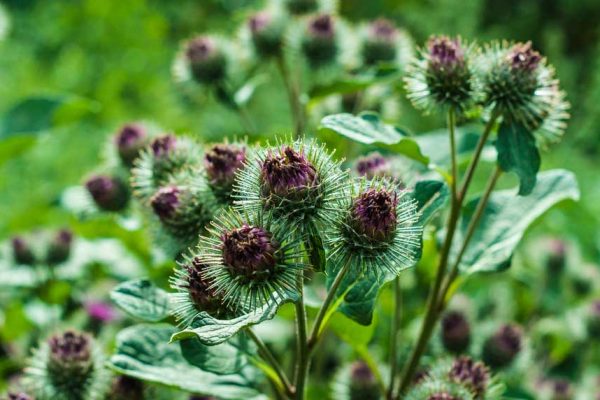 La bardane : une « mauvaise herbe » très utile!