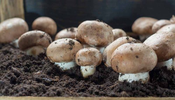 Comment faire pousser des champignons