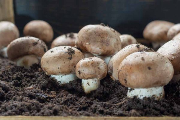 Comment faire pousser des champignons