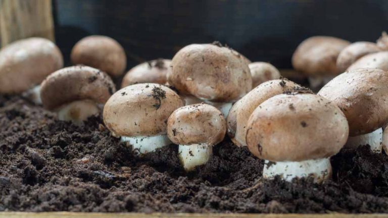 8 conseils pour cultiver des champignons chez soi