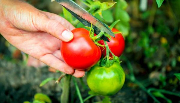 5 conseils pour cultiver vos tomates