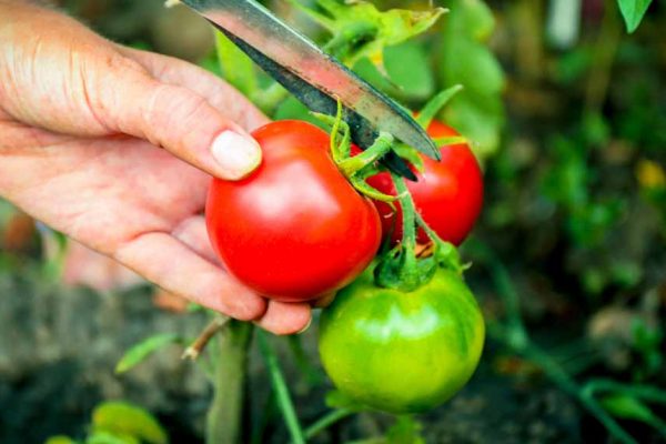 5 conseils pour cultiver vos tomates