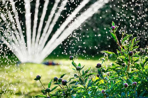 Préparer son jardin pour partir en vacances