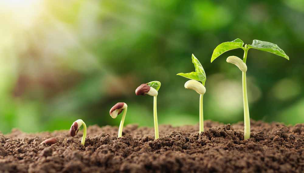 Comment faire germer des graines ? Tomates, courgettes...