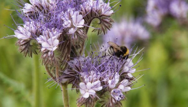 La phacélie: une culture utile au jardin