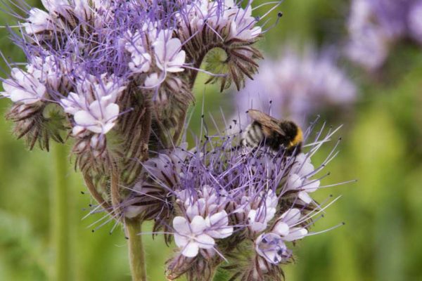 La phacélie: une culture utile au jardin