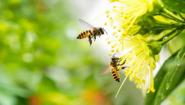 Des plantes pour attirer les abeilles dans votre jardin