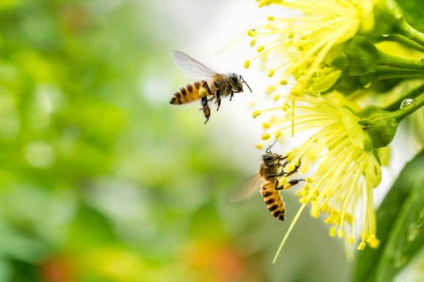 Des plantes pour attirer les abeilles dans votre jardin