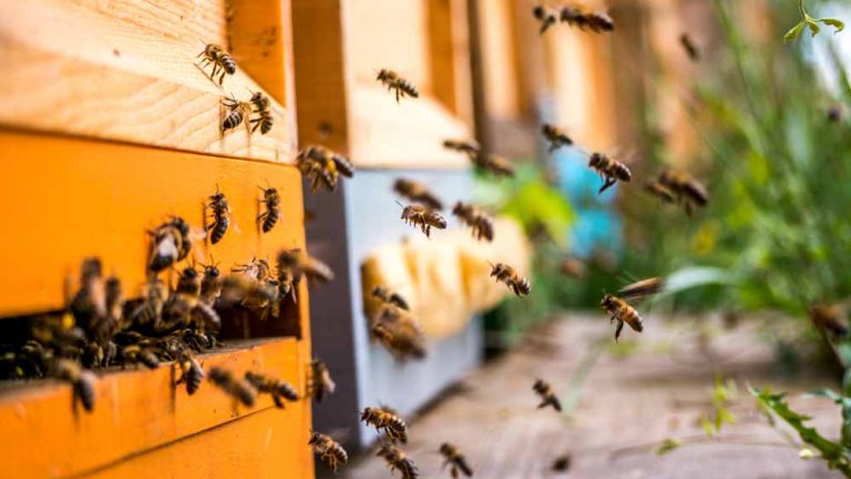 Peut-on installer une ruche dans son jardin ? On vous répond