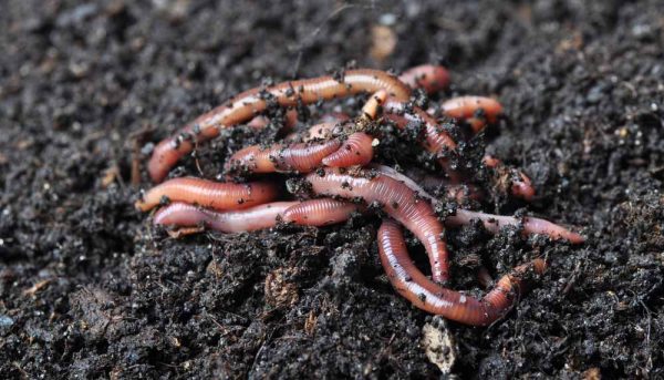 Préservez les vers de terre de votre jardin