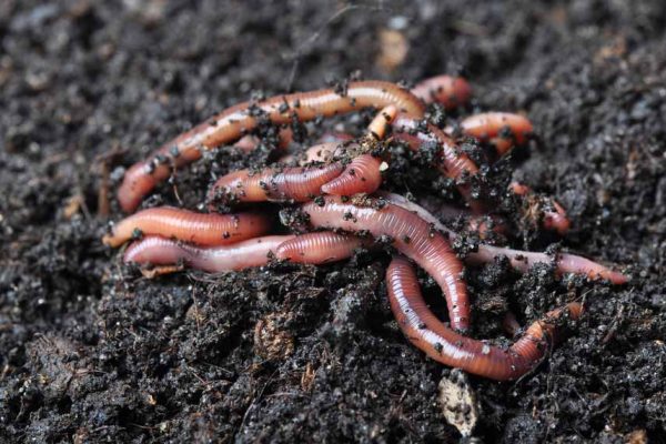 Préservez les vers de terre de votre jardin