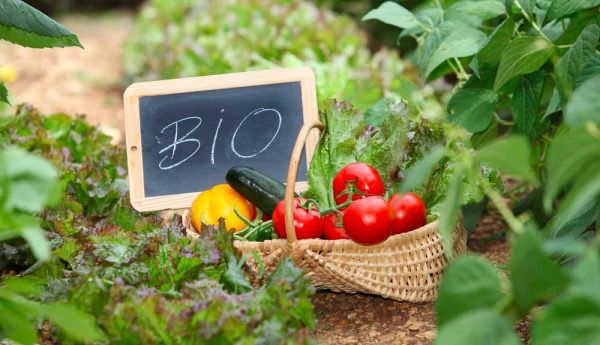 Pourquoi manger bio ? Les 4 principales raisons