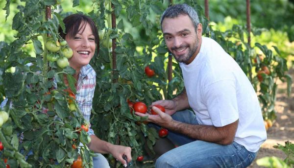 Économiser en jardinant : lier l’utile et l’agréable