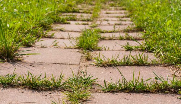 Comment désherber les mauvaises herbes