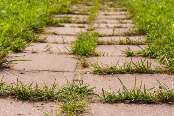 Comment désherber les mauvaises herbes