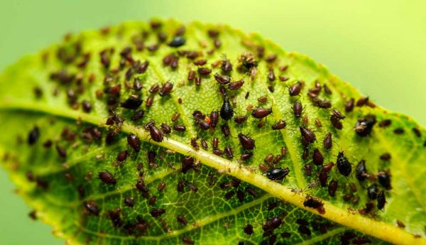 Comment se débarrasser des pucerons ?