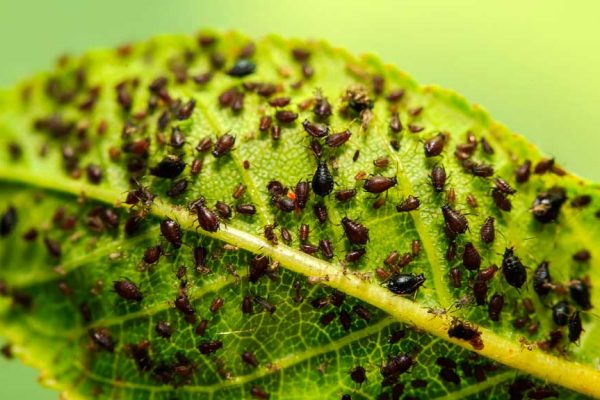 Comment se débarrasser des pucerons ?