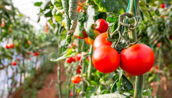 Quand et comment planter les tomates ?