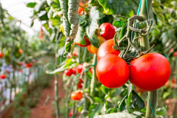 Quand et comment planter les tomates ?