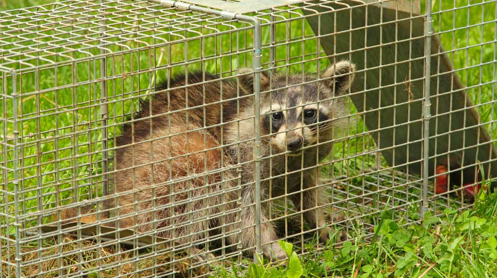 Piège À Animaux Cage À Martre Fouine Renard Capture Animal Vivant