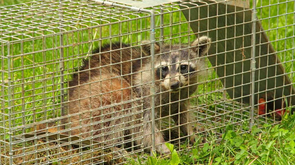 Piège pour capturer les animaux errants et chats sauvages