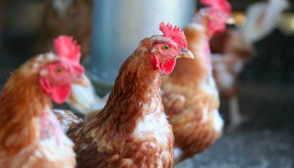 Comment et pourquoi élever des poules pondeuses ?