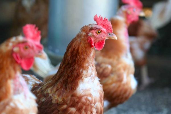 Comment et pourquoi élever des poules pondeuses ?