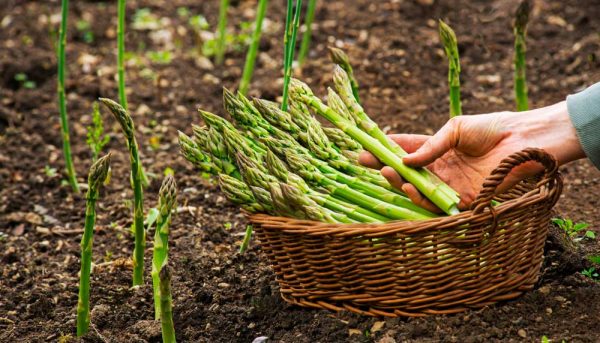 Réussir la culture de l’asperge : nos conseils