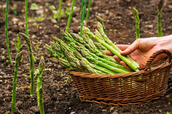 Réussir la culture de l’asperge : nos conseils