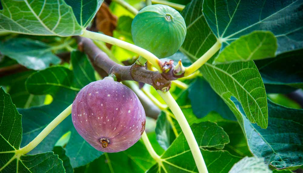 Comment planter un figuier ? Ce qu