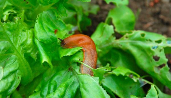 Comment lutter contre les limaces et escargots ? (de façon naturelle)