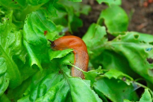 Comment lutter contre les limaces et escargots ? (de façon naturelle)