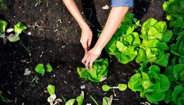 Quelles sont les salades d’hiver ?