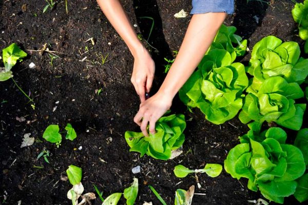 Quelles sont les salades d’hiver ?