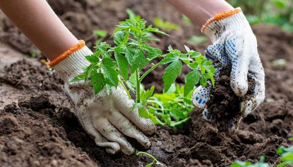 Pourquoi mon potager ne pousse pas ?