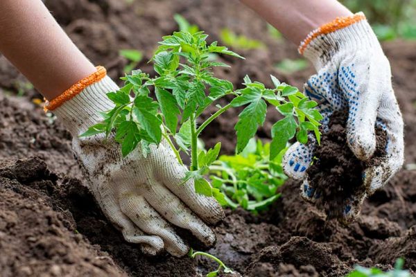 Pourquoi mon potager ne pousse pas ?