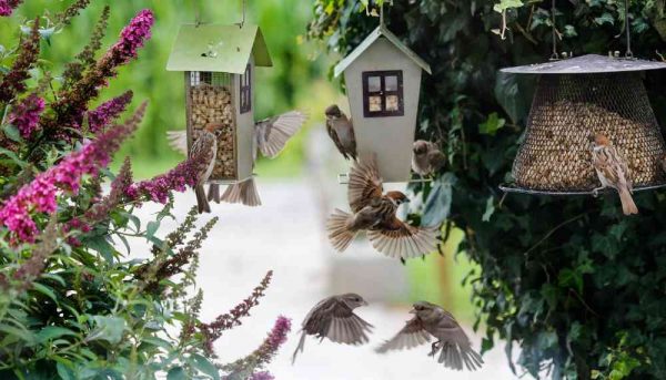 Comment attirer les oiseaux dans son jardin ?