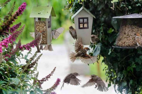 Comment attirer les oiseaux dans son jardin ?
