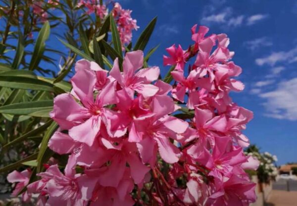 Quand et comment tailler un laurier rose ?