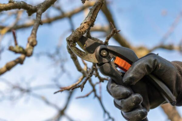 Les arbres fruitiers au printemps : taille et entretien pour une fructification abondante