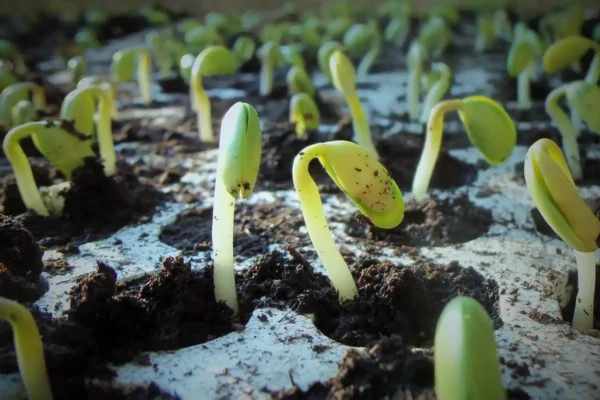 Semis de printemps : quelles plantes et légumes cultiver